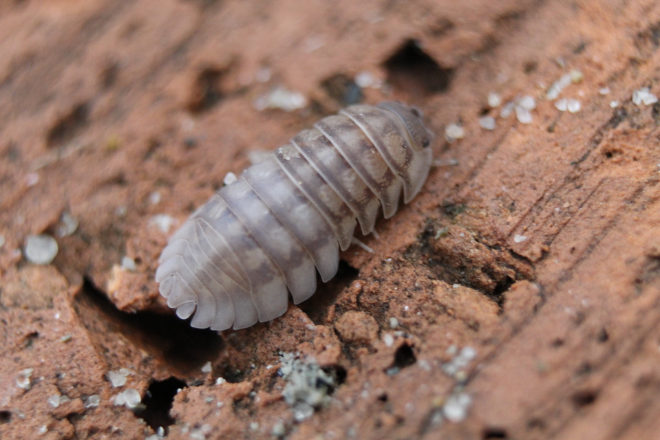Armadillidium nasatum - üvegházi gömbászka