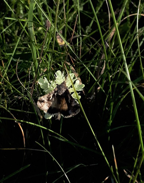 Autographa gamma - gammalepke