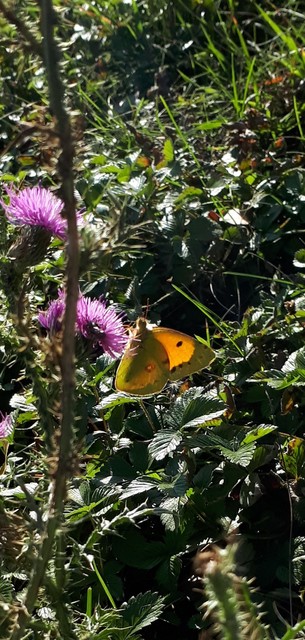 Colias croceus - sáfránylepke