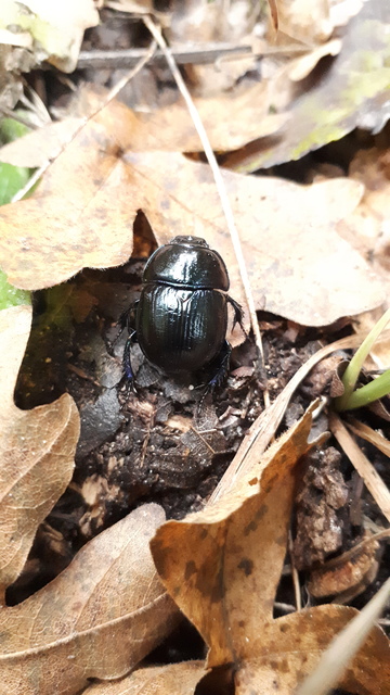 Anoplotrupes stercorosus - erdei álganéjtúró