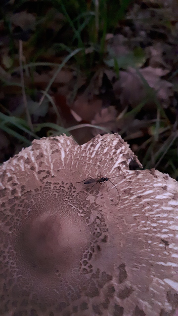 Hymenoptera - Hártyásszárnyúak