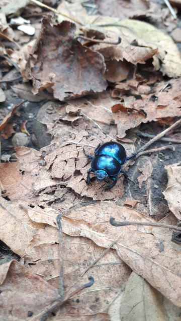 Trypocopris vernalis - tavaszi álganéjtúró