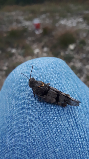 Oedipoda caerulescens - kékszárnyú sáska