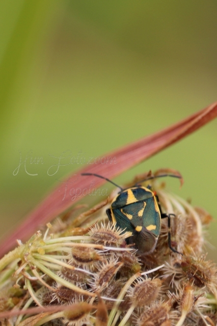 Eurydema oleracea - paréjpoloska Eurydema oleracea - paréjpoloska