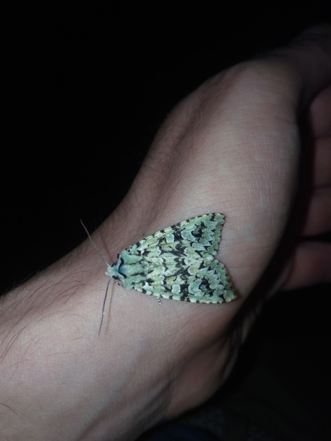 Griposia aprilina - őszi zöldbagoly