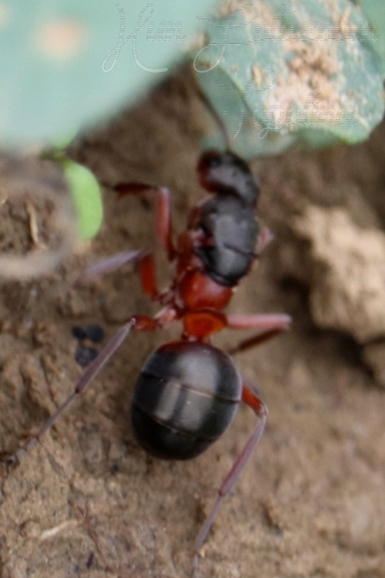Formica pratensis - réti vöröshangya