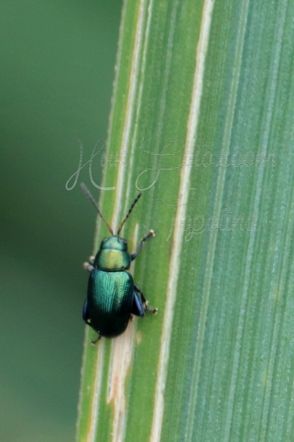 Chaetocnema Chaetocnema