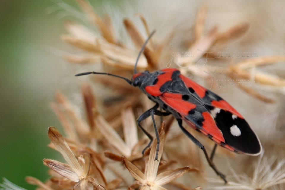 Lygaeus equestris - közönséges lovagbodobács