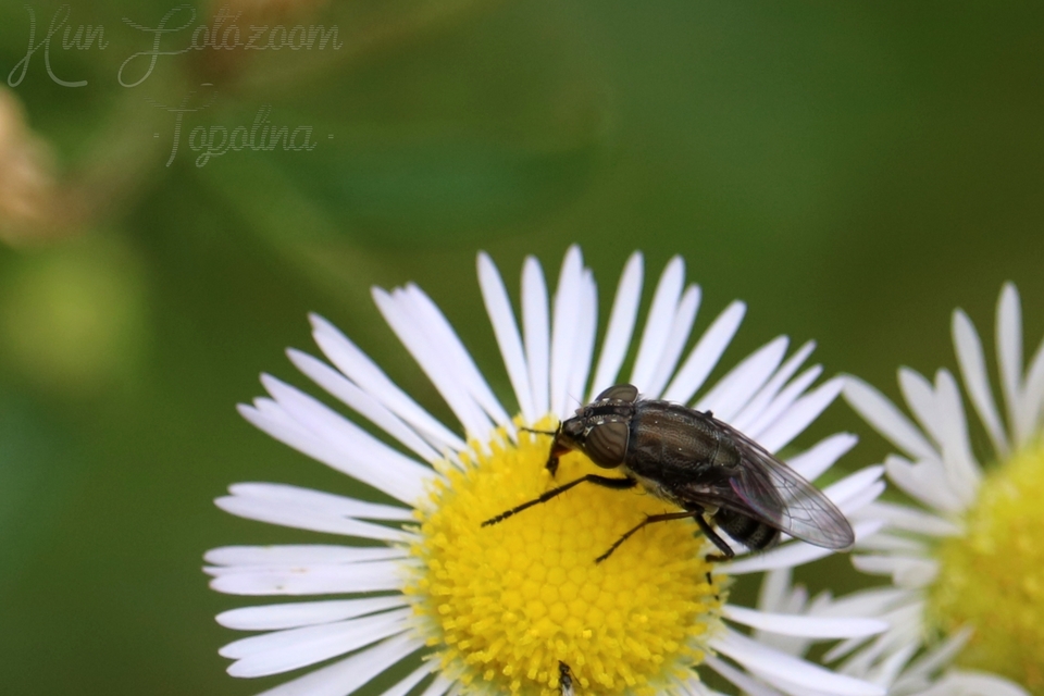 Stomorhina lunata - sáskaparazita légy