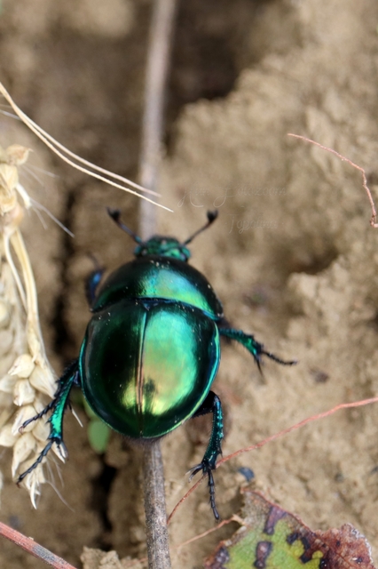 Trypocopris vernalis - tavaszi álganéjtúró
