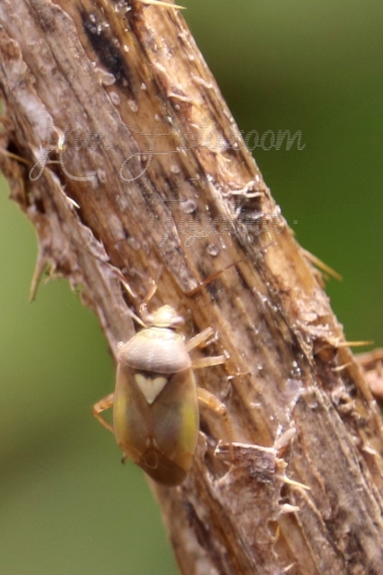 Lygus rugulipennis - molyhos mezeipoloska