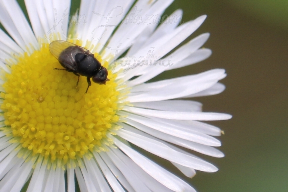 Chloropidae - gabonalegyek