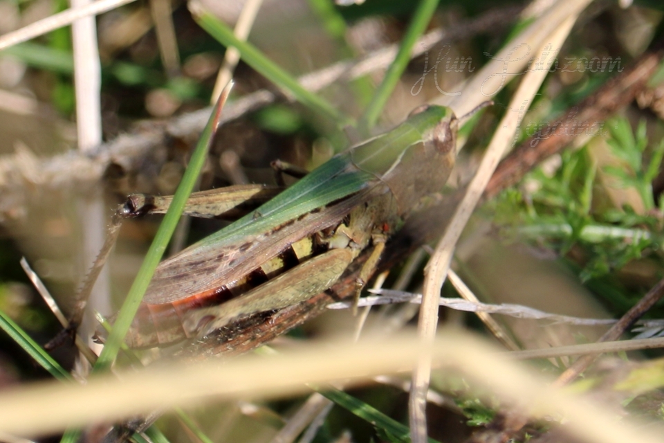 Omocestus rufipes - vöröshasú tarlósáska