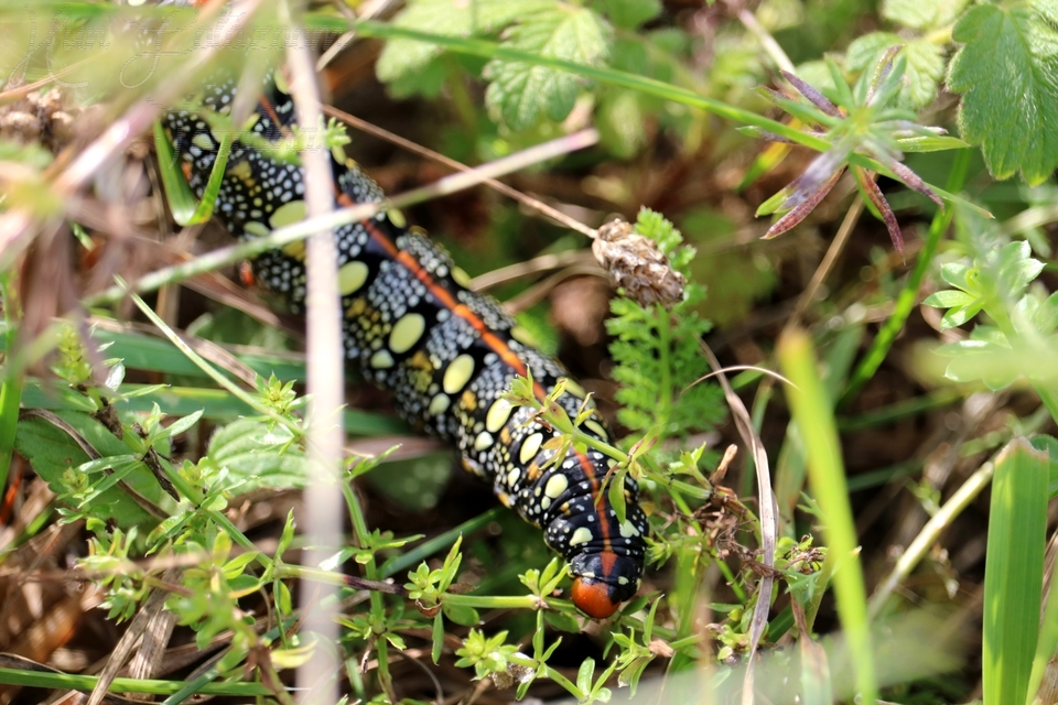 Hyles euphorbiae - kutyatejszender