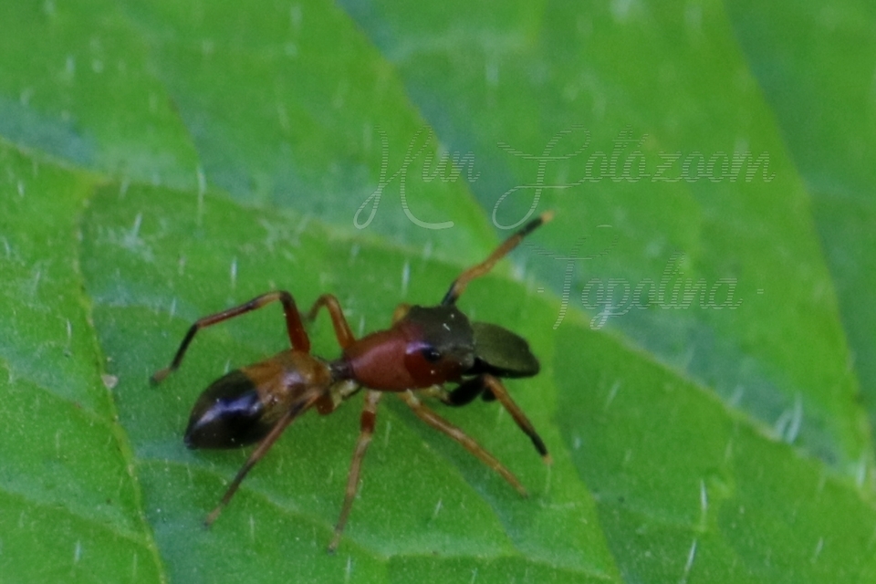 Myrmarachne formicaria - nagy hangyautánzópók