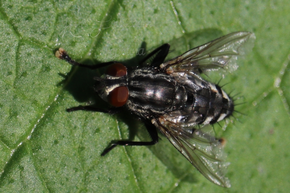 Sarcophaginae