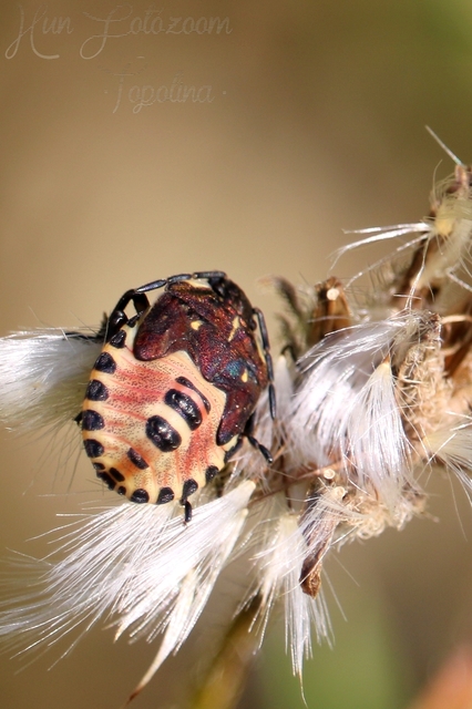 Carpocoris purpureipennis - piros gyümölcspoloska Carpocoris purpureipennis - piros gyümölcspoloska