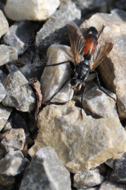 Cylindromyia