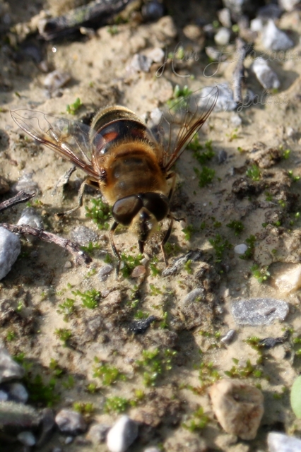 Eristalis tenax - közönséges herelégy
