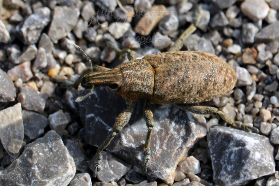 Cleonis pigra - közönséges bogáncsbarkó