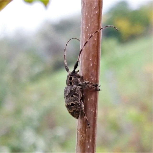 Mesosa curculionoides - szemfoltos cincér