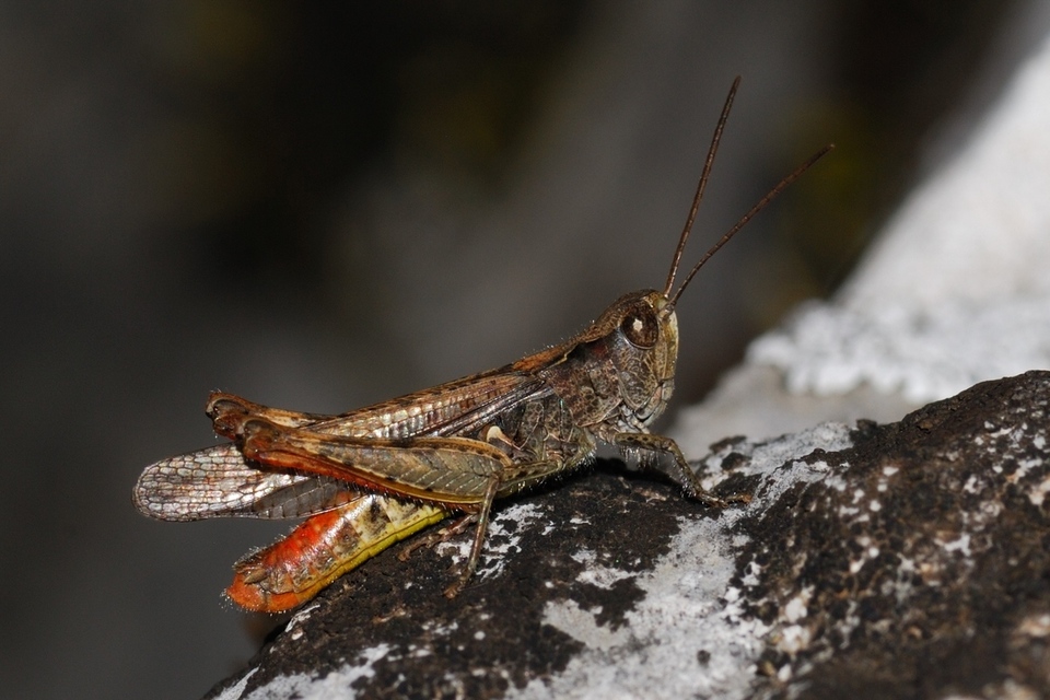 Chorthippus biguttulus - zengő tarlósáska