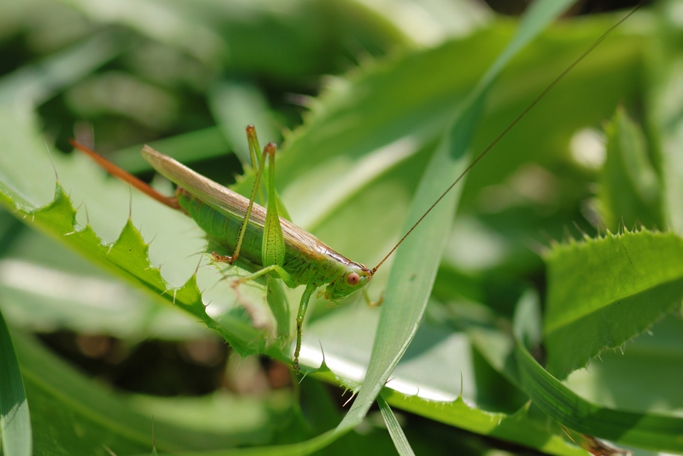 Conocephalus fuscus - kis kúpfejűszöcske