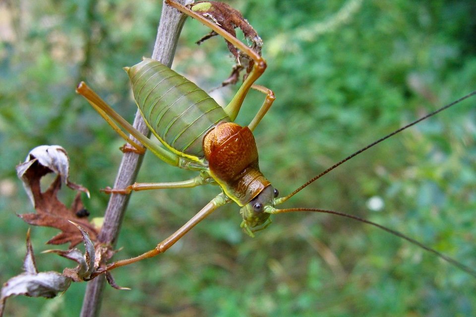 Ephippiger ephippiger - nyergesszöcske
