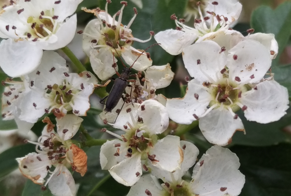 Grammoptera ruficornis - gyűrűscsápú galagonyacincér Grammoptera ruficornis - gyűrűscsápú galagonyacincér