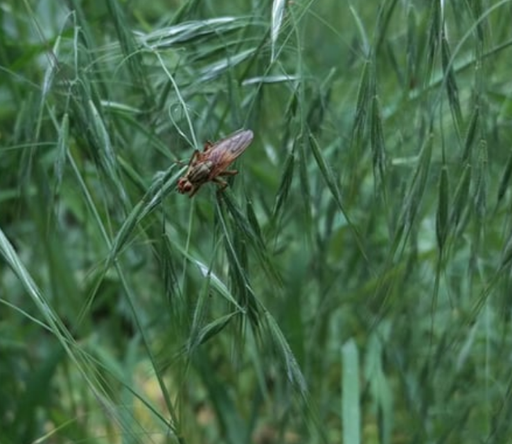 Scathophaga