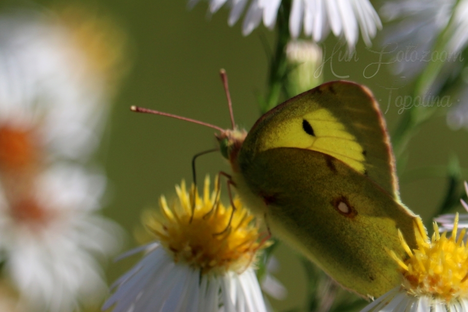Colias erate - csángó-kéneslepke
