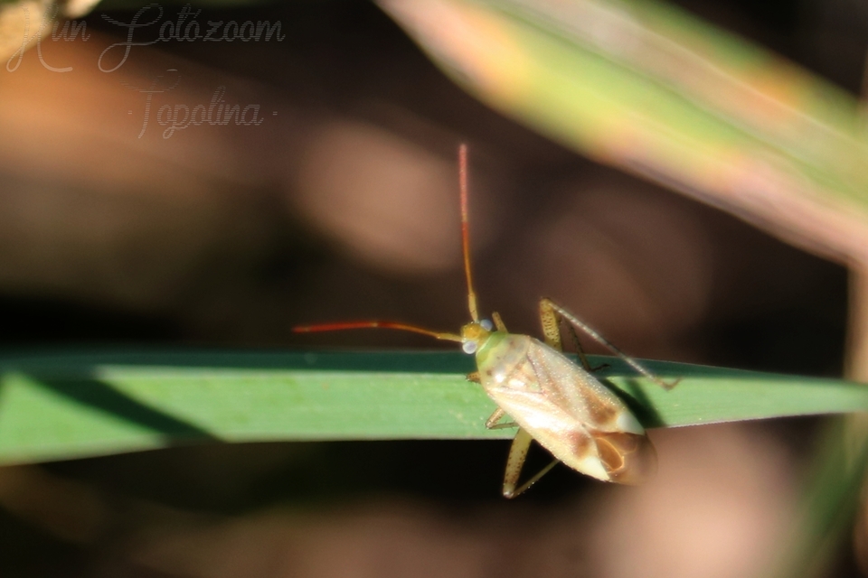 Adelphocoris lineolatus - lucernapoloska