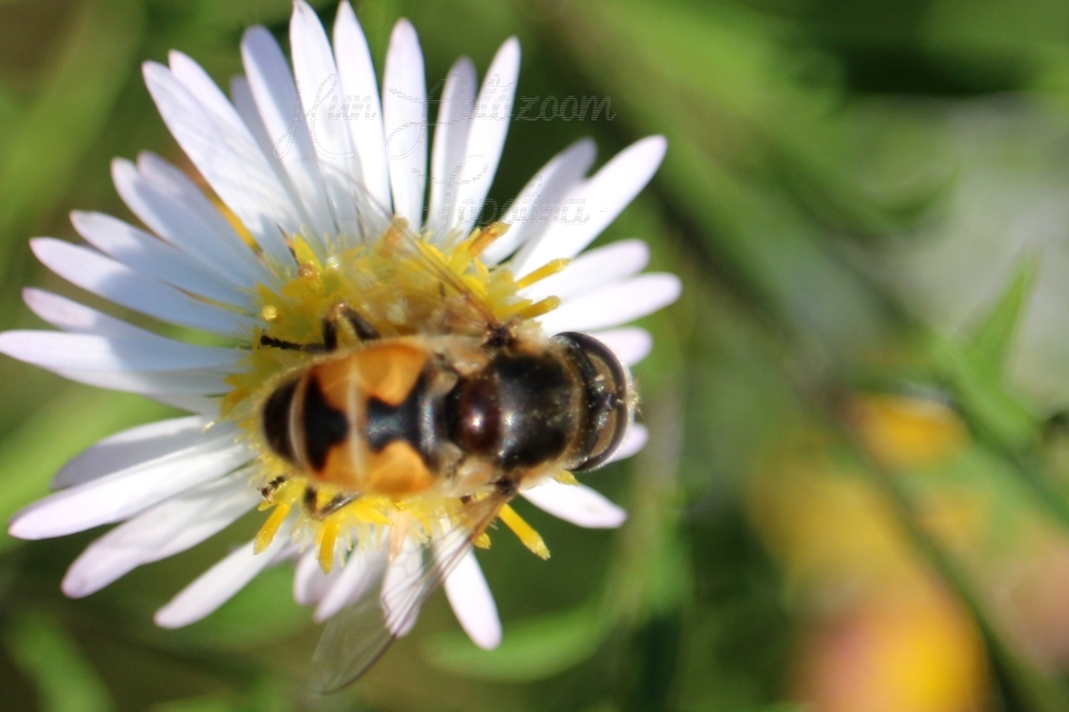 Eristalis arbustorum - fehérarcú herelégy