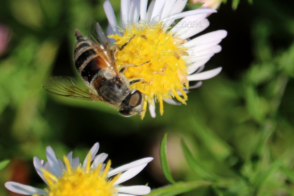 Eristalis arbustorum - fehérarcú herelégy