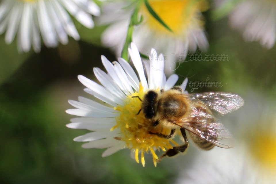 Apis mellifera - háziméh