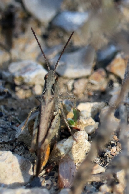 Chorthippus mollis - halk tarlósáska