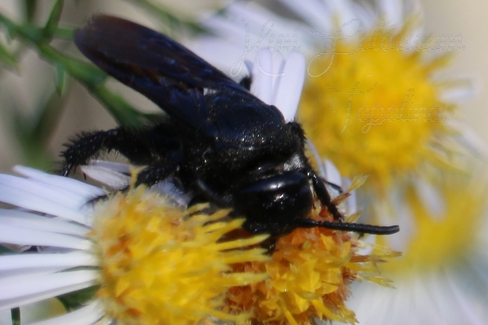 Xylocopa