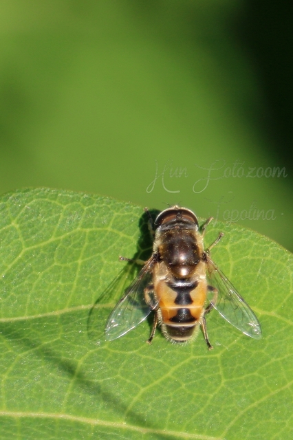 Eristalis arbustorum - fehérarcú herelégy