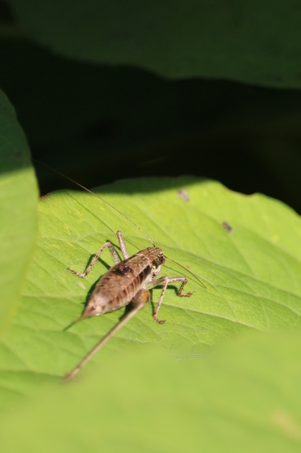 Pachytrachis gracilis - karcsú szöcske