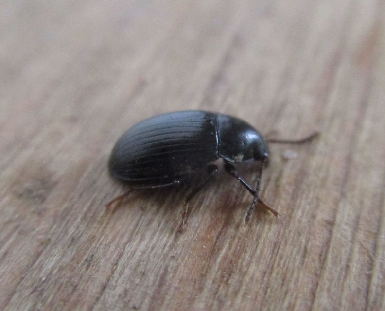Nalassus dermestoides - rövidszárnyú gyászbogár
