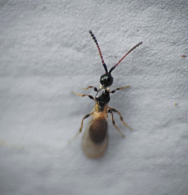 Trichopria