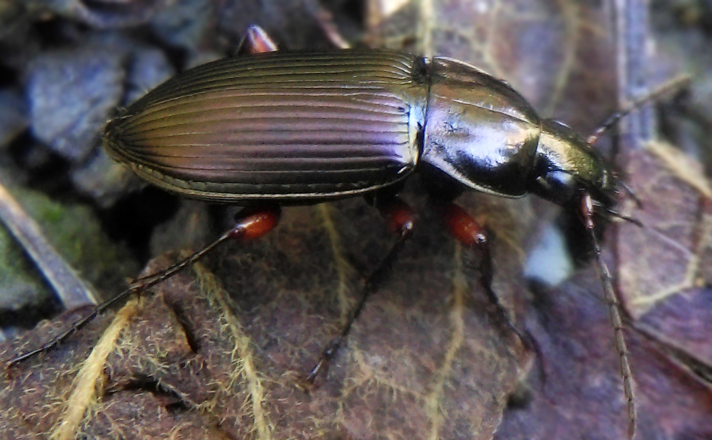 Poecilus cupreus - rezes gyászfutó