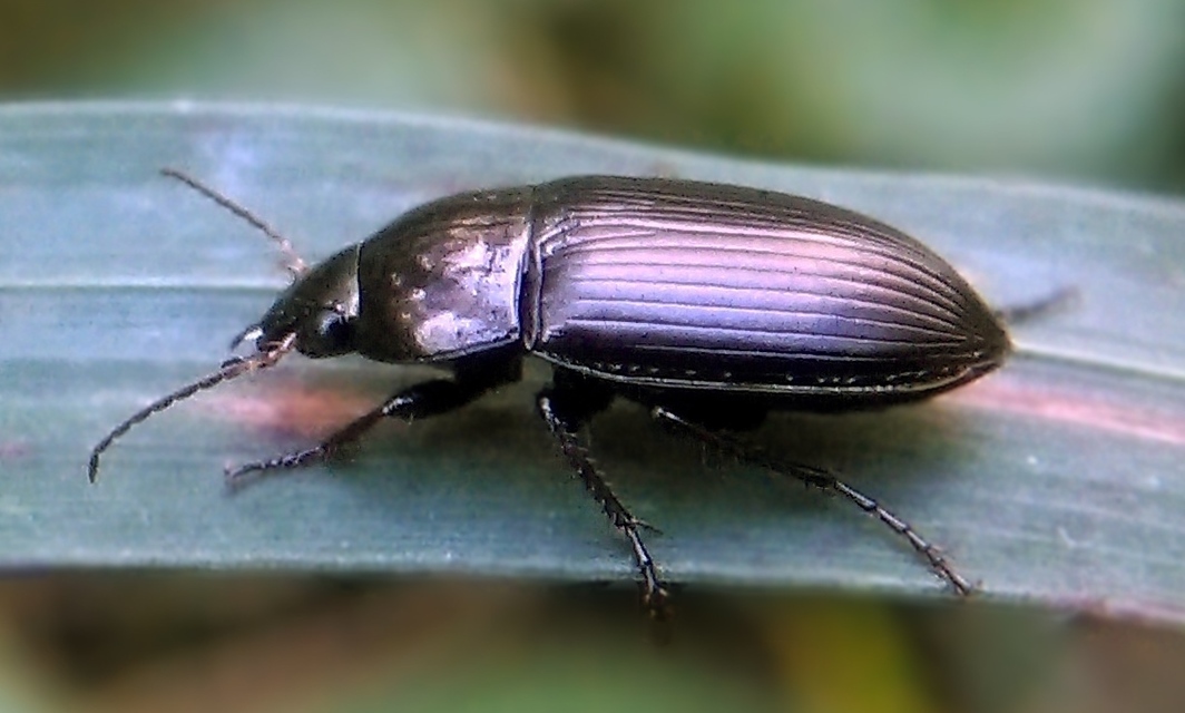Amara similata - gyakori közfutó Amara similata - gyakori közfutó