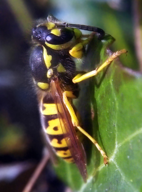 Vespula germanica - német darázs