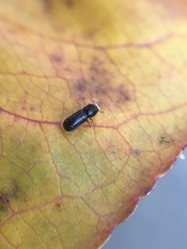 Taphrorychus bicolor - bóbitás bükkszú