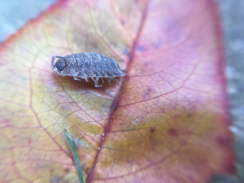 Porcellio scaber - érdes pinceászka