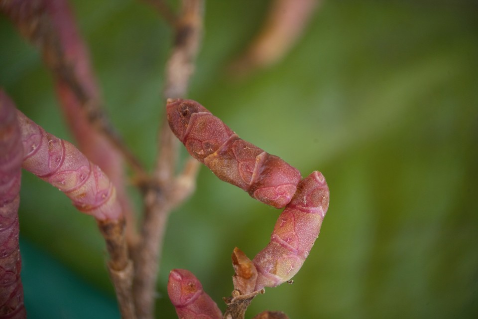 Coleophora salicorniae - sziksófűmag-zsákosmoly