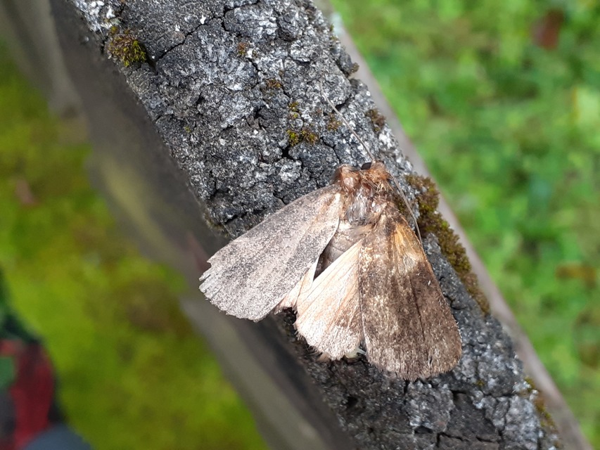 Amphipyra livida - zsírfényű bagoly