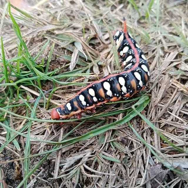 Hyles euphorbiae - kutyatejszender
