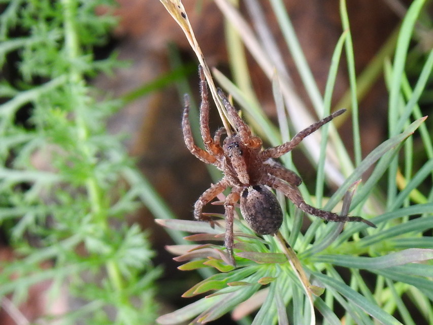Trochosa